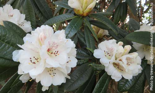 Рододендрон древовидный, Rhododendron arboreum