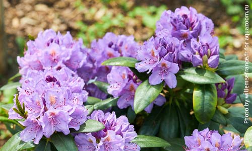 Рододендрон катевбинский, Rhododendron catawbiense