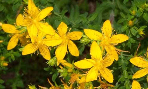 Зверобой продырявленный, Hypericum perforatum