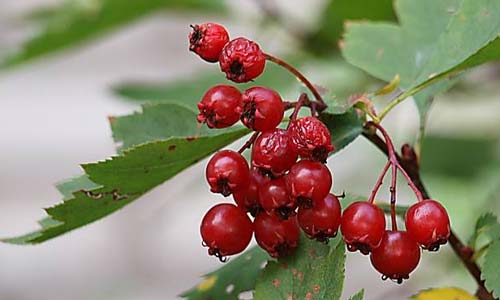 Боярышник кроваво-красный, Crataegus sanguinea