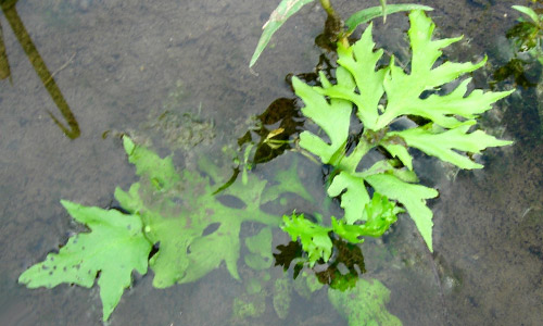 Цератоптерис, Ceratopteris thalictroides