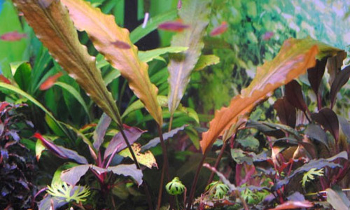 Лагенандра Кераленсис, Lagenandra sp. Keralensis