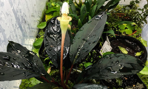 Буцефаландра Ахиллес, Bucephalandra sp. dark achilles Буцефаландра Ахиллес, Bucephalandra sp. dark achilles