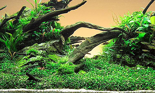 Погостемон Хелфери, Pogostemon Helferi Погостемон Хелфери, Pogostemon Helferi