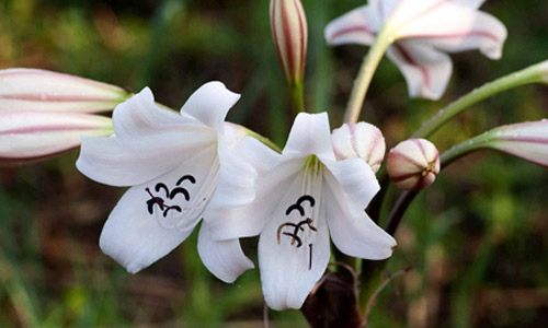 Africká řeka Crinum Macowanii, Crinum macowanii