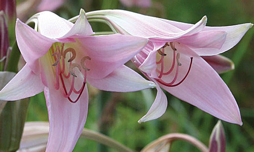 Fotografie Crinum Lily Pink, Crinum Lily Pink