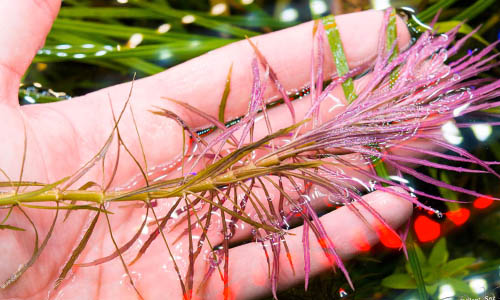 Погостемон стеллатус, Pogostemon stellatus Погостемон стеллатус, Pogostemon stellatus