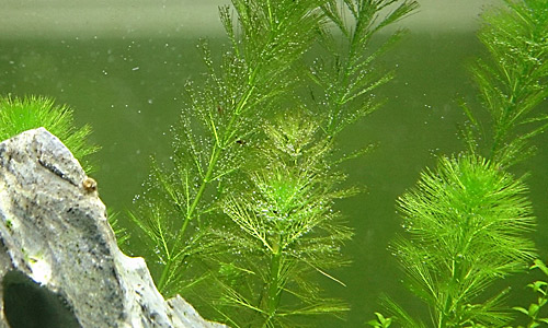 Уруть елочная, Myriophyllum elatinoides