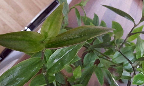 Традесканция приречная, Tradescantia fluminensis