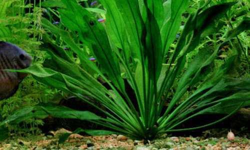 Эхинодорус амазонский, Echinodorus amazonicus в аквариуме Эхинодорус амазонский, Echinodorus amazonicus в аквариуме