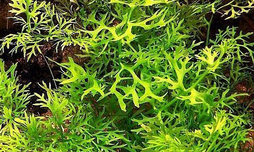 Папоротник индийский в тропическом аквариуме