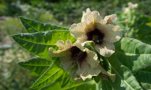 Белена чёрная, Hyoscyamus niger