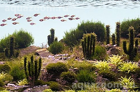 Фото акваскейпинг американские прерии