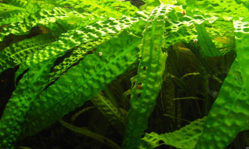 Криптокорина апоногетонолистная, Cryptocoryne aponogetifolia Криптокорина апоногетонолистная, Cryptocoryne aponogetifolia