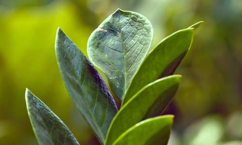 Замиокулькас замиелистный, Zamioculcas zamiifolia