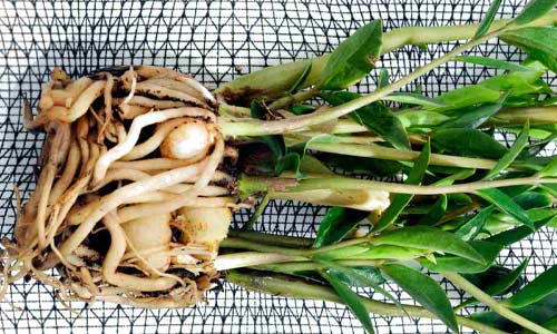 Пересаживают замиокулькас раз в 2-4 года