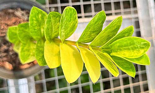 Пожелтение листьев — частая проблема