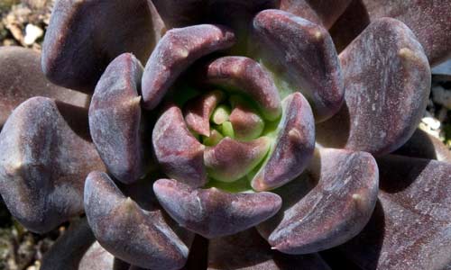 Эхеверия «Чёрный принц»