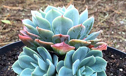 Эхеверия сизая