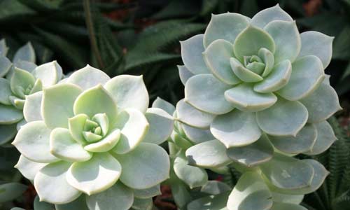 Эхеверия изящная