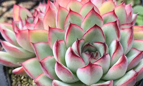 Эхеверия пулидонис, Echeveria pulidonis