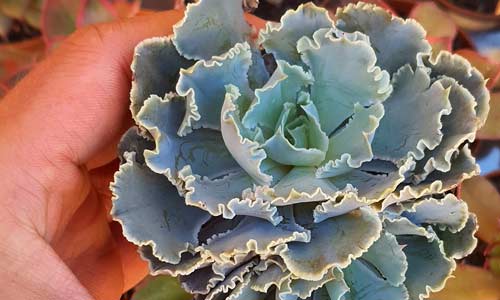 Эхеверия Шавиана