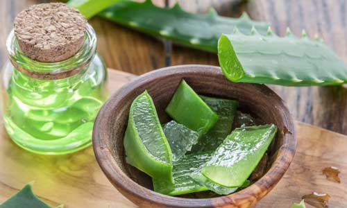 Алоэ используют в медицине, косметологии