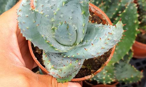 Алоэ Марлота, Aloe marlothii