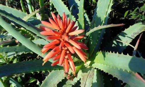 Алоэ древовидное, Aloe arborescens
