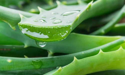 Алоэ вера, Aloe vera
