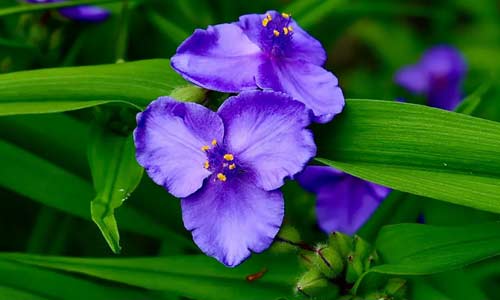 Традесканция виргинская