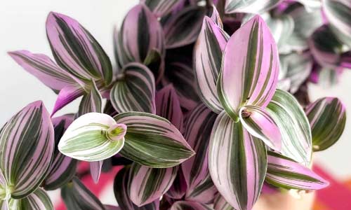 Традесканция Блоссфельда