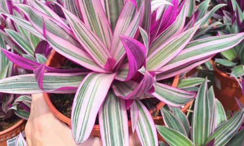 Традесканция покрывальчатая