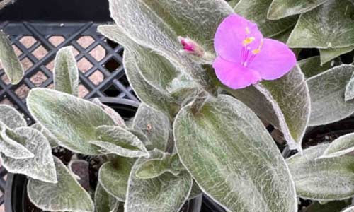 Традесканция силламонтана