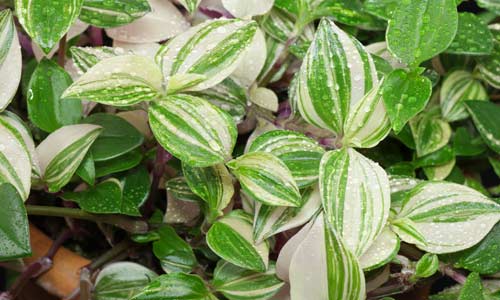 Традесканция белоцветковая, Tradescantia fluminensis