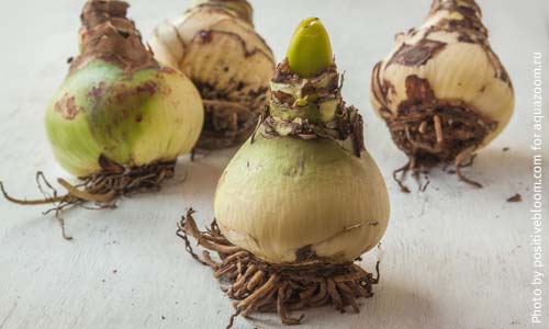 Здоровые луковицы амариллиса