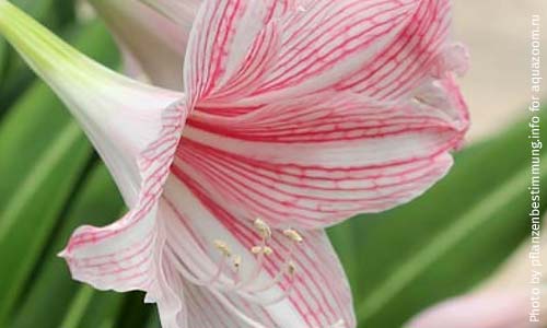 Гиппеаструм, Hippeastrum reticulatum