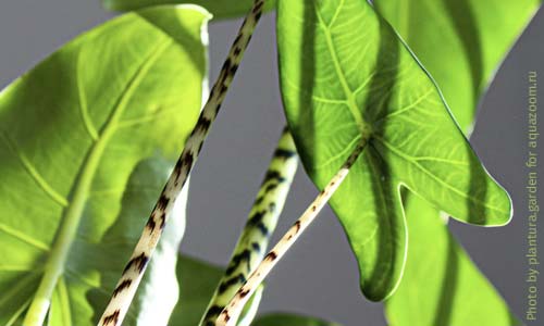 Алоказия Зебрина, Alocasia Zebrina