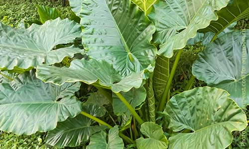 Алоказия крупнокорневищная, Alocasia Macrorrhiza