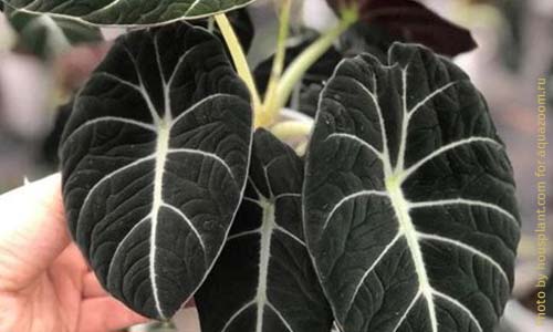 Алоказия Блэк Вельвет, Alocasia Black Velvet