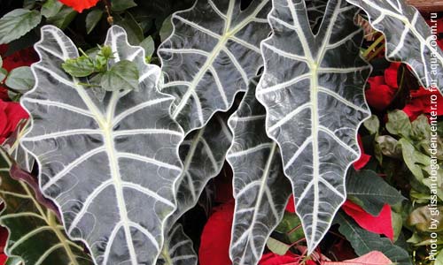 Алоказия Амазоника, Alocasia Amazonica