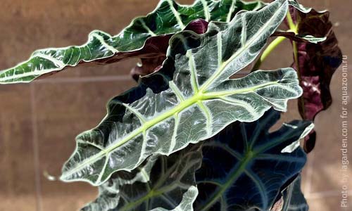 Алоказия Полли, Alocasia Polly
