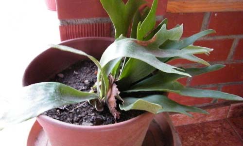 Прямые солнечные лучи вызывают ожоги нежных вай