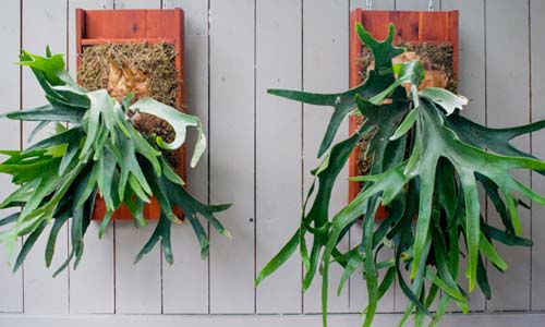 Платицериум, закреплённый на деревянной основе