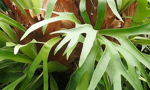 Платицериум двувильчатый