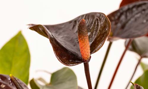 Антуриум Блэк Лав