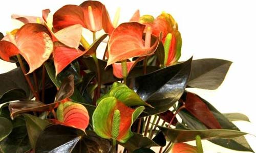 Антуриум Чемпион Рейнбоу