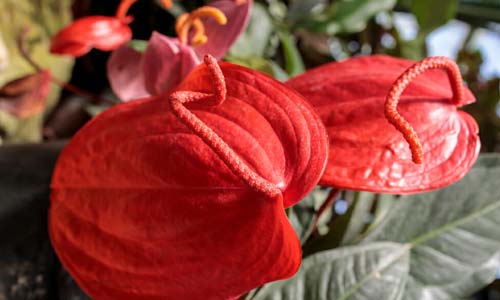 Антуриум Шерцера, Anthurium scherzerianum