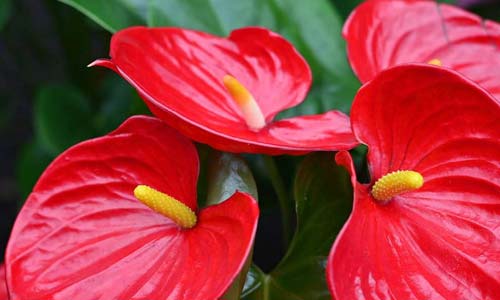 Антуриум Андре с лаковым блеском