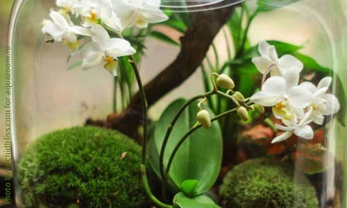Цветущая мини-орхидея